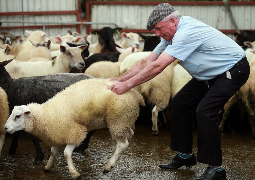 World&#39;s first sheep dung spitting competition