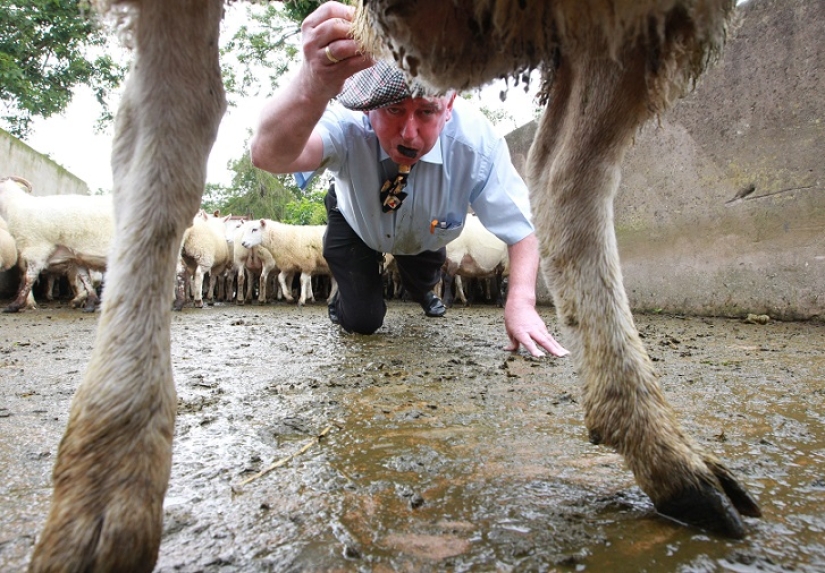 World&#39;s first sheep dung spitting competition