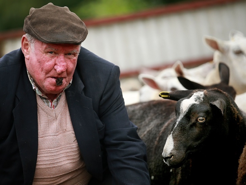 World&#39;s first sheep dung spitting competition