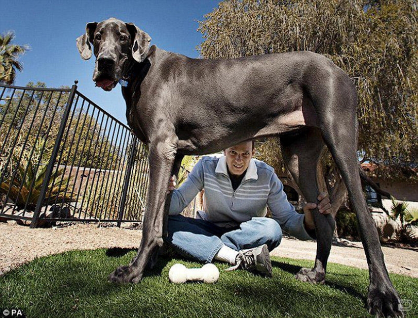 World&#39;s largest dog dies in US