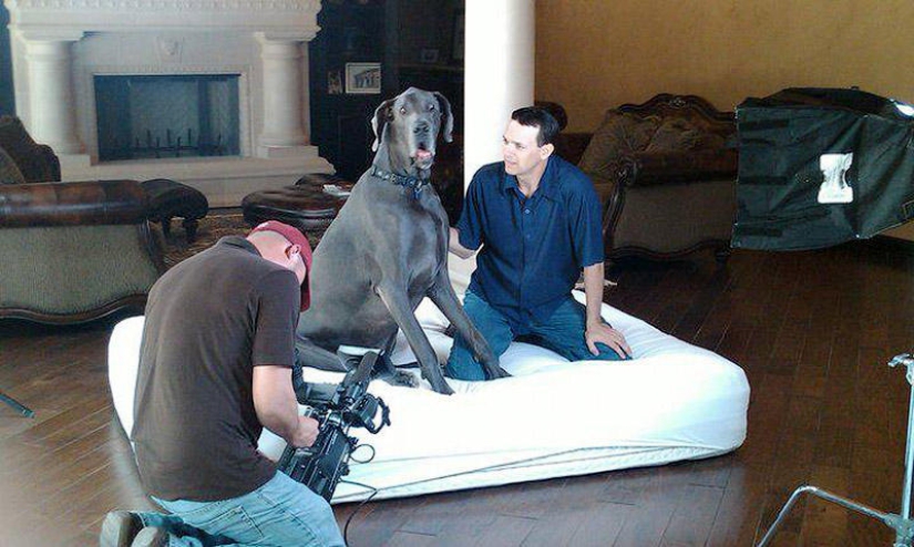 World&#39;s largest dog dies in US