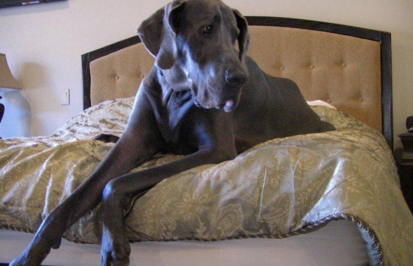 World&#39;s largest dog dies in US