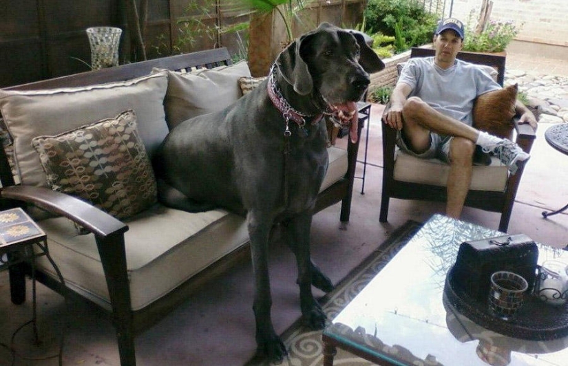 World&#39;s largest dog dies in US
