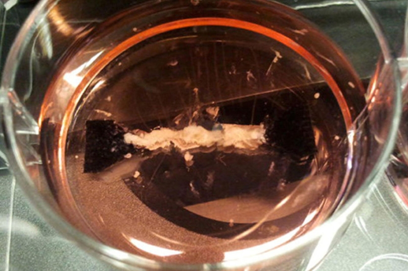 Would you eat that? Americans have grown meat in a test tube Would you eat that? Americans have grown meat in a test tube