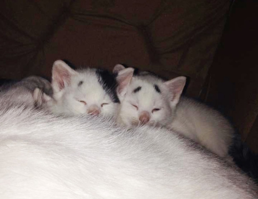 WTF-cat: ¿Por qué esta gatita tan sorprendida? WTF-cat: ¿Por qué esta gatita tan sorprendida?