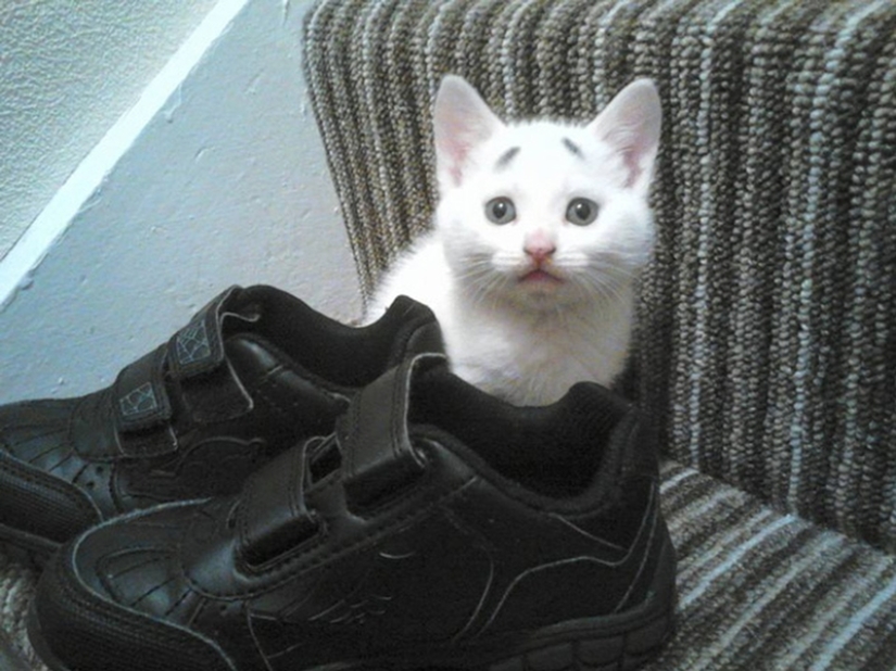 WTF-cat: ¿Por qué esta gatita tan sorprendida? WTF-cat: ¿Por qué esta gatita tan sorprendida?