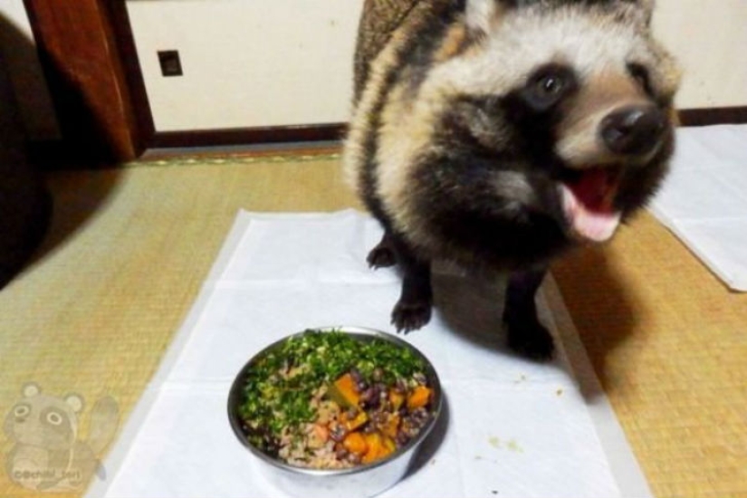 You will definitely fall in love with Tanu the raccoon dog You will definitely fall in love with Tanu the raccoon dog
