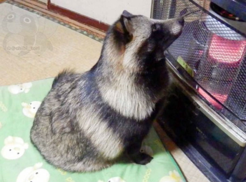 You will definitely fall in love with Tanu the raccoon dog You will definitely fall in love with Tanu the raccoon dog