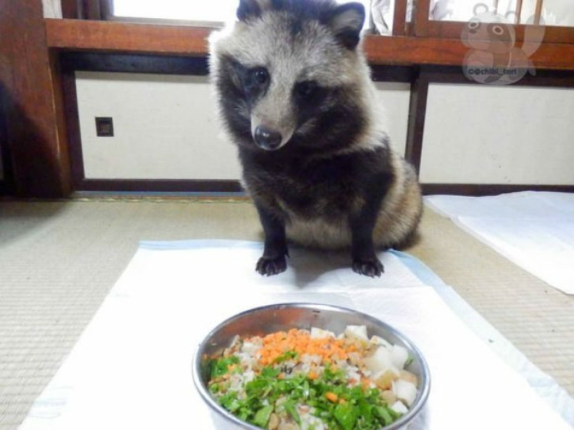 You will definitely fall in love with Tanu the raccoon dog You will definitely fall in love with Tanu the raccoon dog