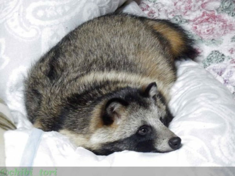 You will definitely fall in love with Tanu the raccoon dog You will definitely fall in love with Tanu the raccoon dog