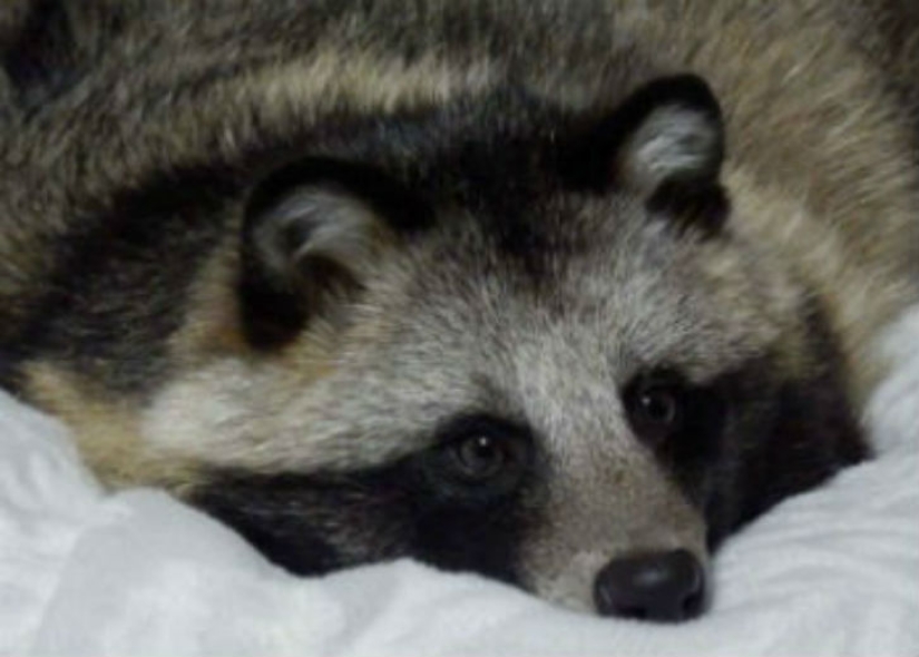 You will definitely fall in love with Tanu the raccoon dog You will definitely fall in love with Tanu the raccoon dog