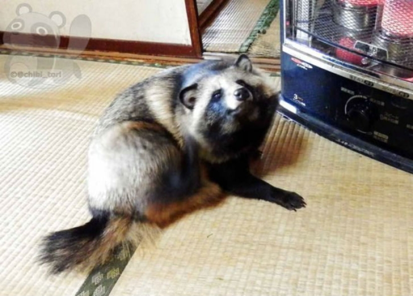 You will definitely fall in love with Tanu the raccoon dog You will definitely fall in love with Tanu the raccoon dog