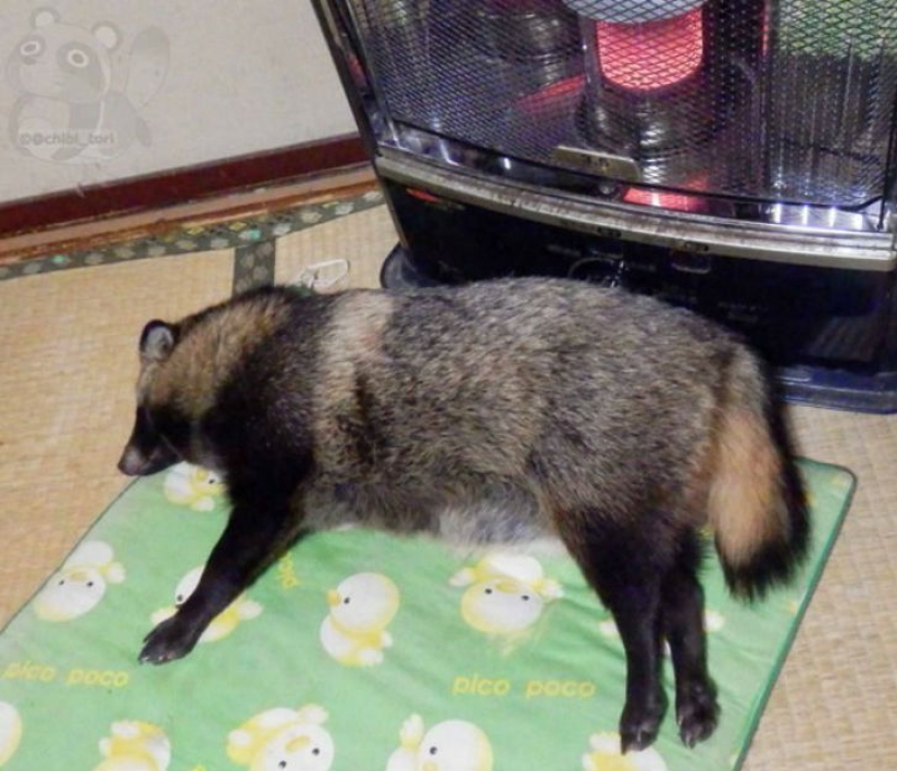 You will definitely fall in love with Tanu the raccoon dog You will definitely fall in love with Tanu the raccoon dog