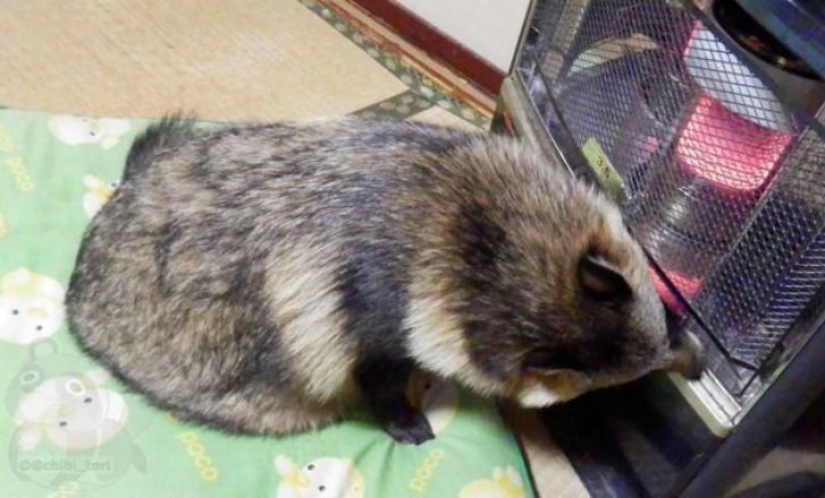 You will definitely fall in love with Tanu the raccoon dog You will definitely fall in love with Tanu the raccoon dog