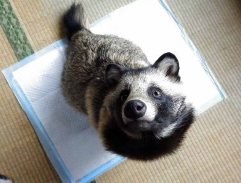 You will definitely fall in love with Tanu the raccoon dog You will definitely fall in love with Tanu the raccoon dog