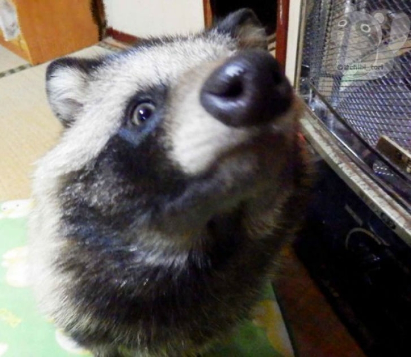 You will definitely fall in love with Tanu the raccoon dog You will definitely fall in love with Tanu the raccoon dog