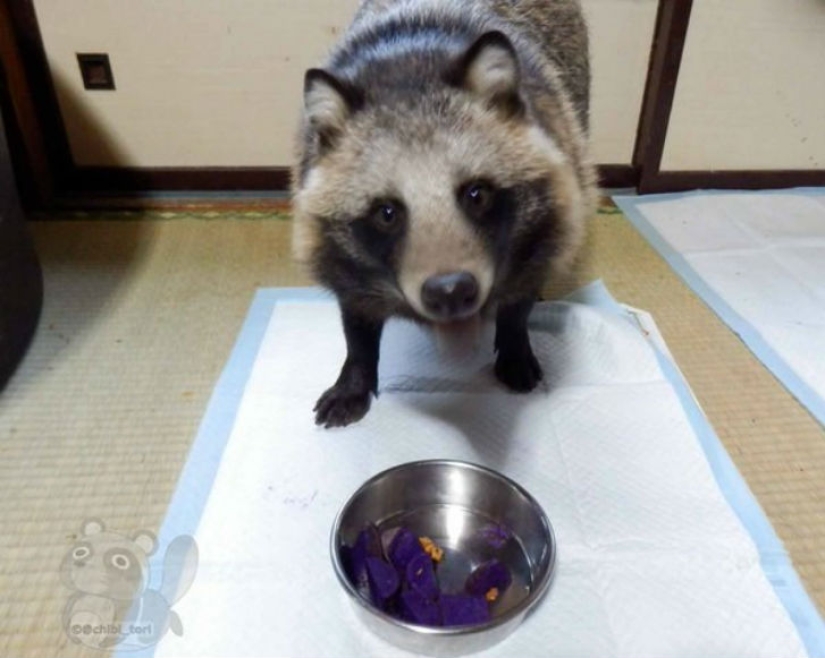 You will definitely fall in love with Tanu the raccoon dog You will definitely fall in love with Tanu the raccoon dog