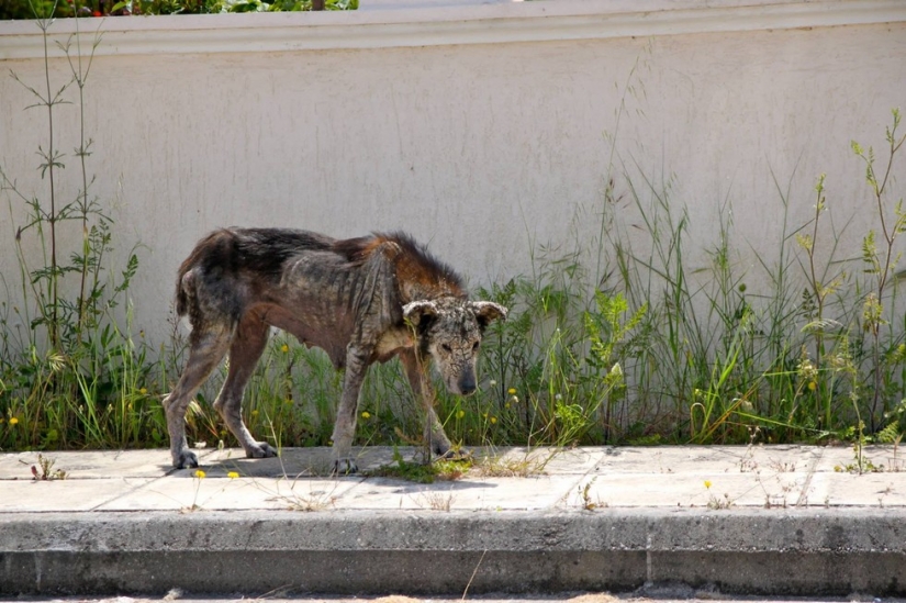 You won't recognize this dog today! Thanks to love and care, she turned into a beauty You won't recognize this dog today! Thanks to love and care, she turned into a beauty