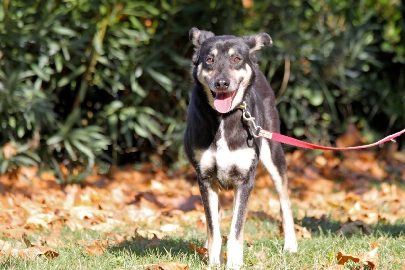 You won't recognize this dog today! Thanks to love and care, she turned into a beauty You won't recognize this dog today! Thanks to love and care, she turned into a beauty