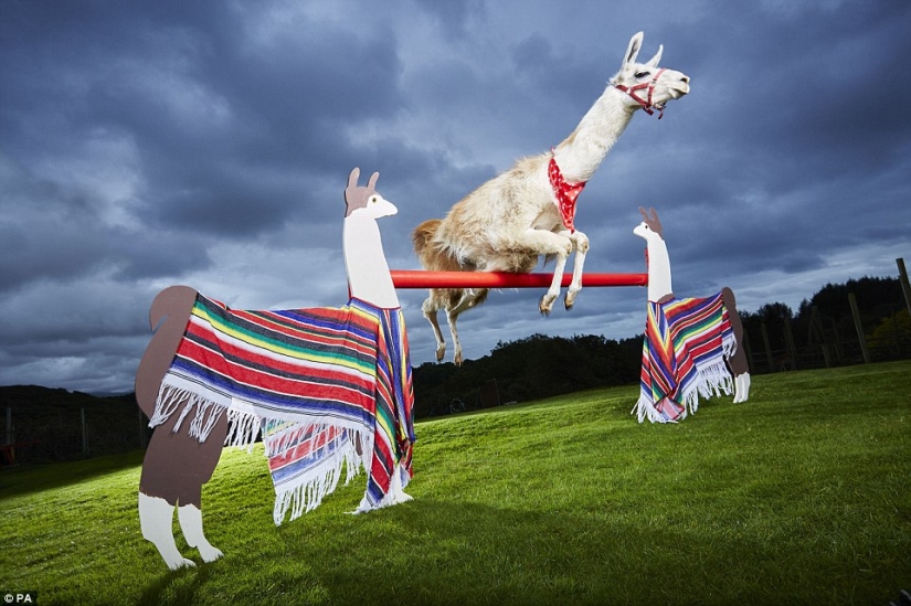 You won't believe it: new achievements included in the Guinness Book of Records