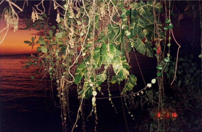 Young love: the culture of striptease and dancehall in Jamaica Young love: the culture of striptease and dancehall in Jamaica