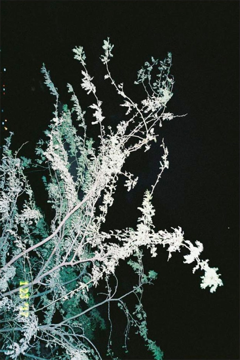 Young love: the culture of striptease and dancehall in Jamaica Young love: the culture of striptease and dancehall in Jamaica