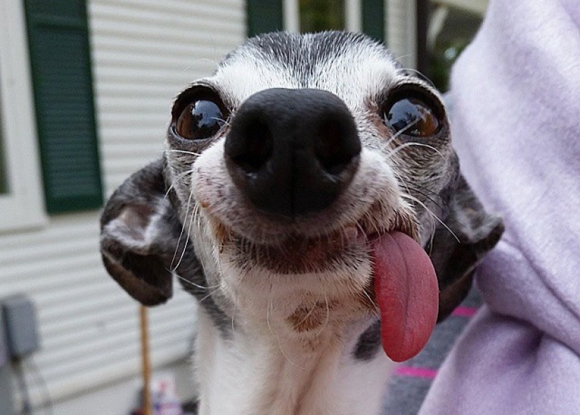 Zappa el perro es la contraparte de Sid el perezoso de Ice Age.