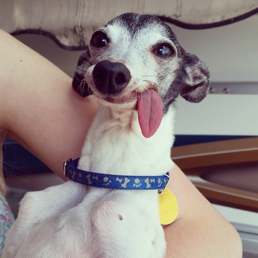 Zappa el perro es la contraparte de Sid el perezoso de Ice Age.