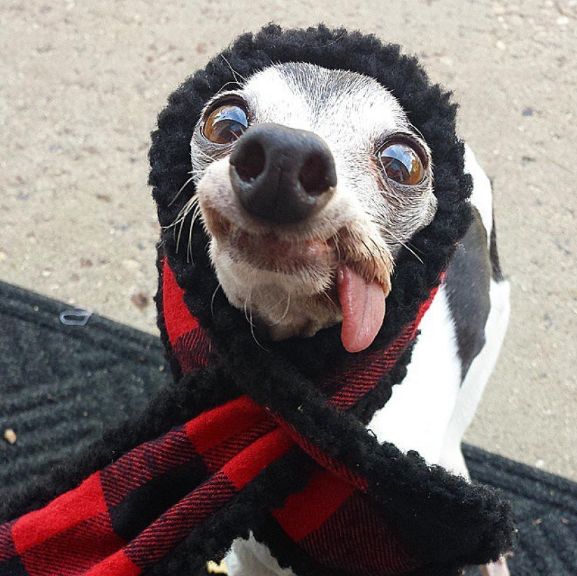 Zappa the dog is the counterpart of Sid the sloth from Ice Age.