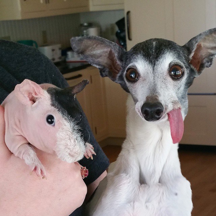 Zappa the dog is the counterpart of Sid the sloth from Ice Age.