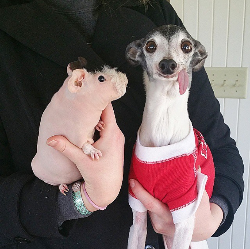 Zappa the dog is the counterpart of Sid the sloth from Ice Age.