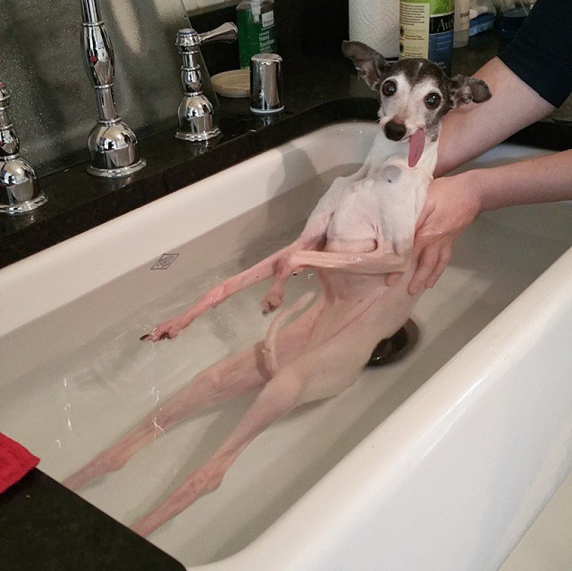 Zappa the dog is the counterpart of Sid the sloth from Ice Age.