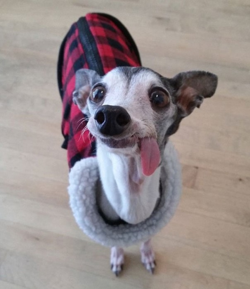 Zappa the dog is the counterpart of Sid the sloth from Ice Age.