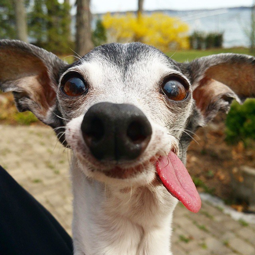 Zappa the dog is the counterpart of Sid the sloth from Ice Age.