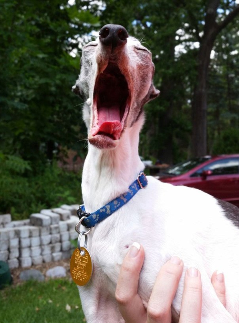 Zappa the dog is the counterpart of Sid the sloth from Ice Age.