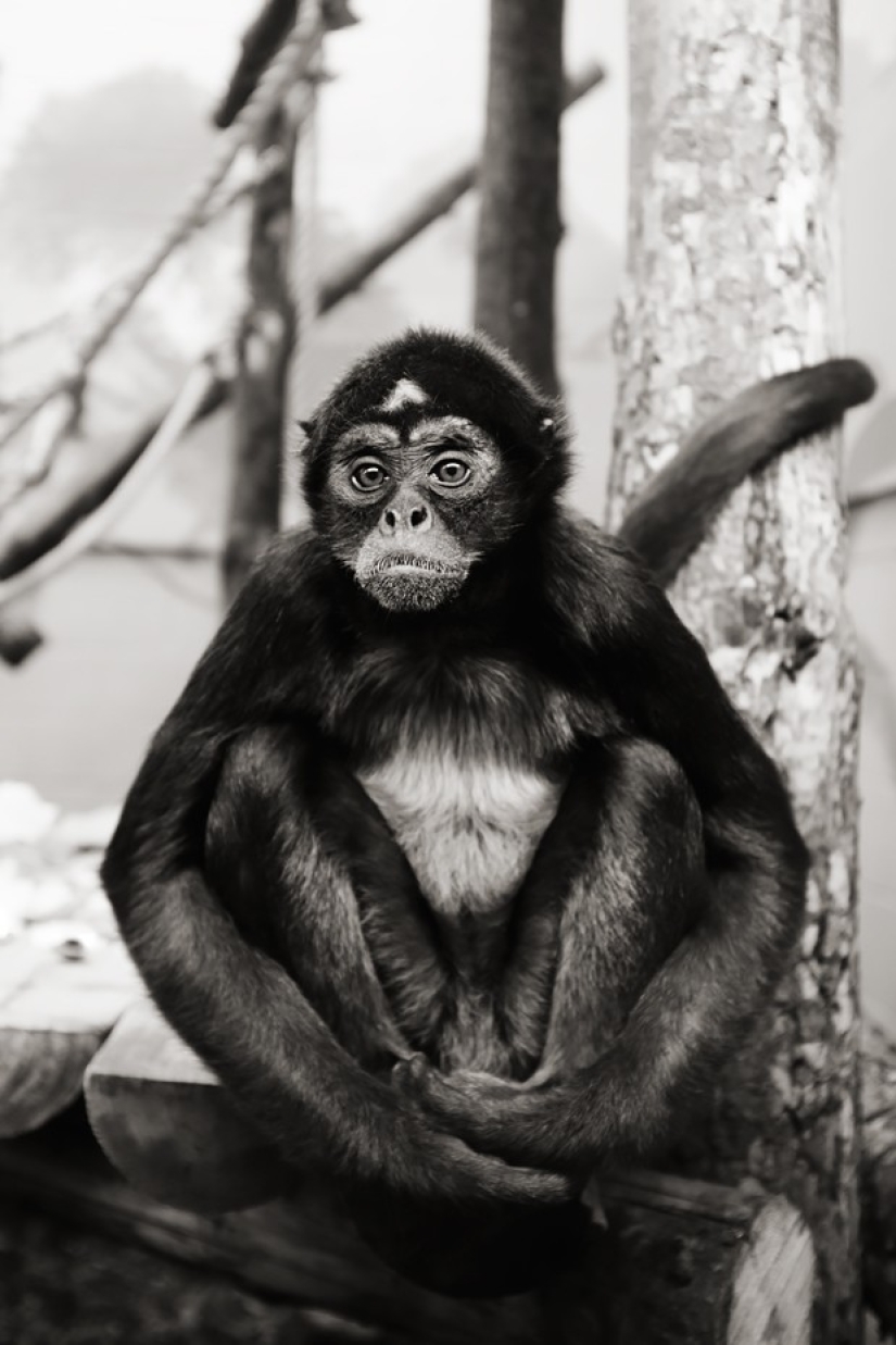 Zoo horrores de todo el mundo
