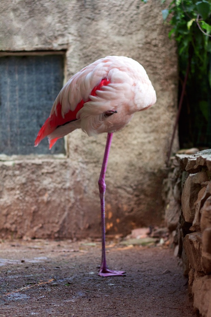 Zoo horrores de todo el mundo