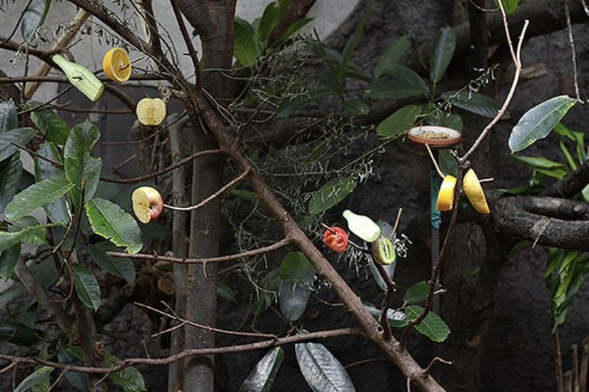 Zoo horrores de todo el mundo