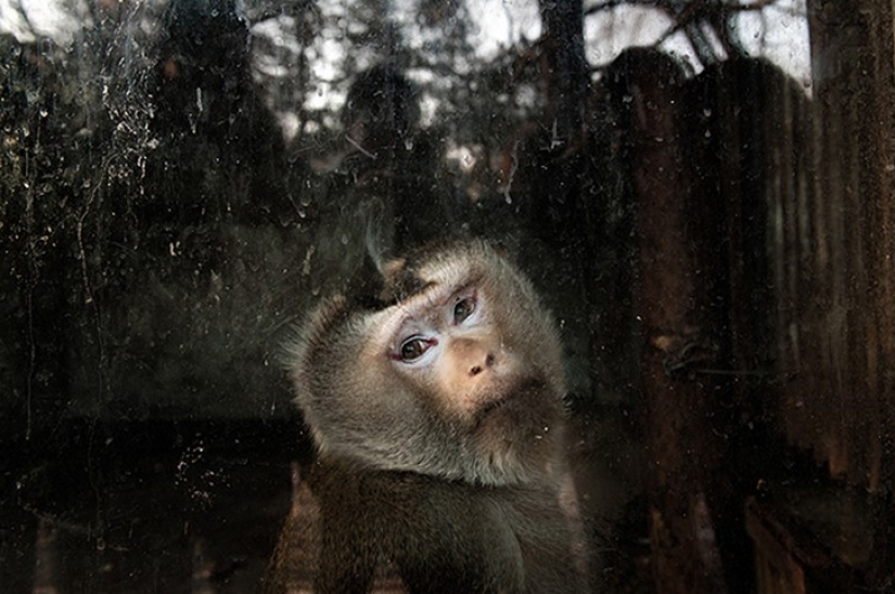 Zoo horrores de todo el mundo