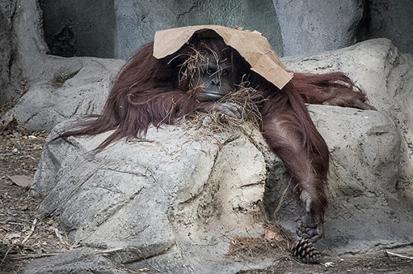 Zoo horrores de todo el mundo
