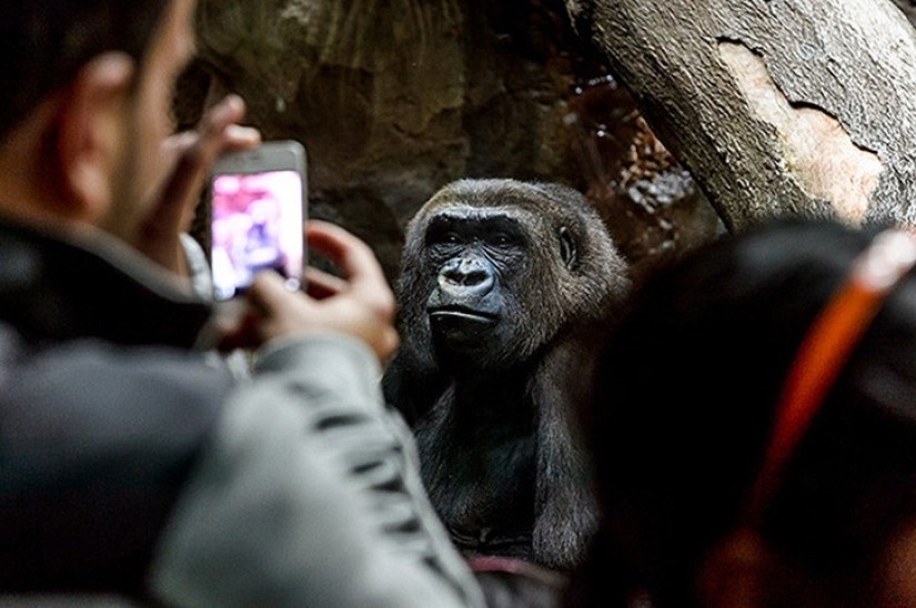 Zoo horrores de todo el mundo