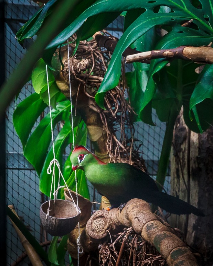 Zoo horrores de todo el mundo
