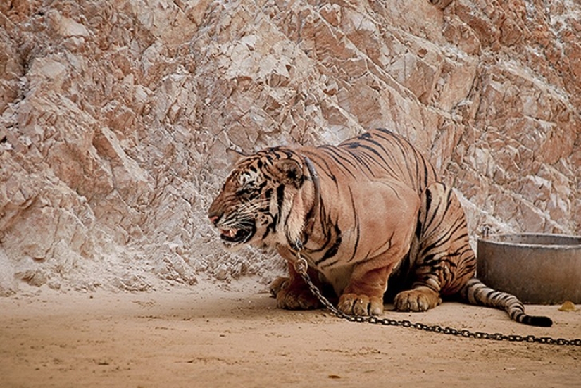 Zoo horrores de todo el mundo