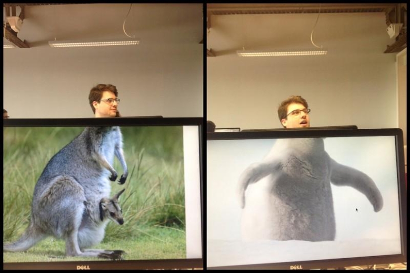 zoológico de oficina