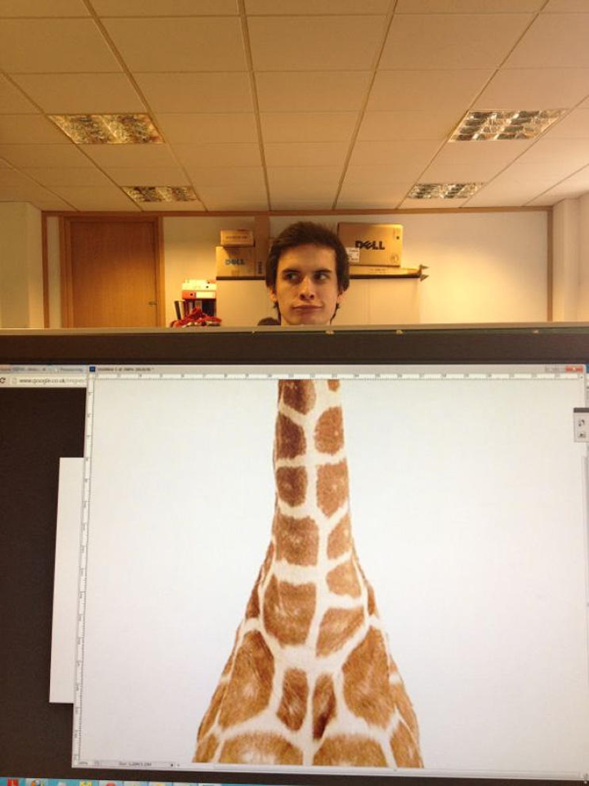 zoológico de oficina