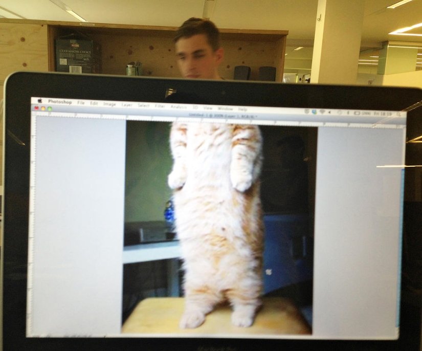 zoológico de oficina