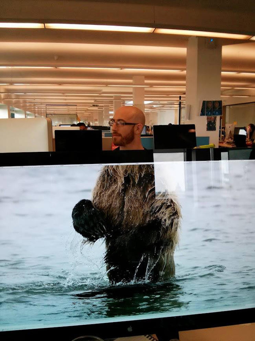 zoológico de oficina