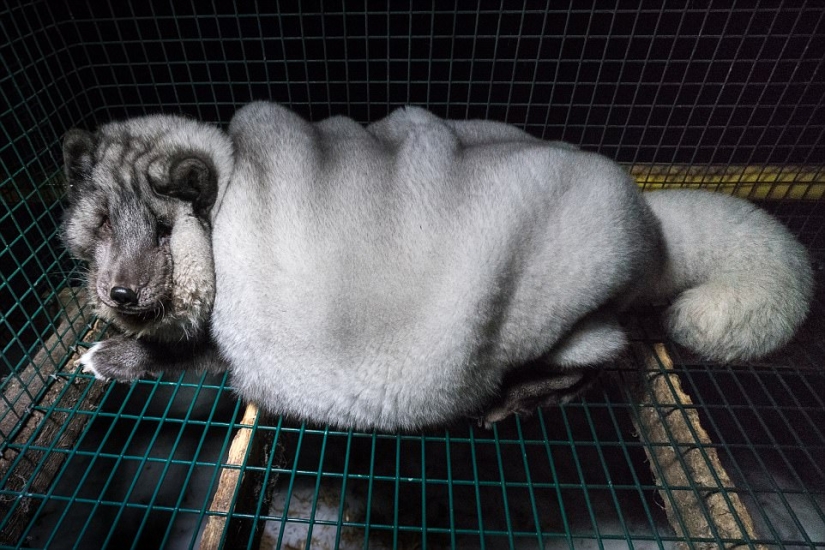 Zorro ártico completo: Los agricultores finlandeses alimentan a los animales a tamaños enormes Zorro ártico completo: Los agricultores finlandeses alimentan a los animales a tamaños enormes