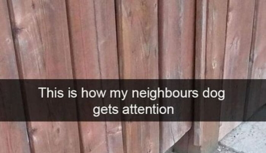 10 Adorable Animal Memes To Make Your Day At Least 99% Better