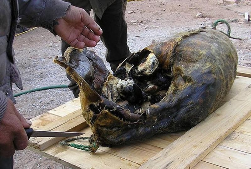 10 alimentos peligrosos 10 alimentos peligrosos